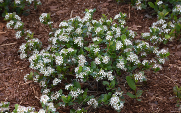 Chokeberry 'Autumn Magic'