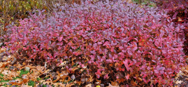 Chokeberry ‘Lowscape Mound’