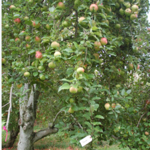 View All Fruit Trees