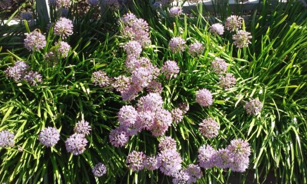 Allium Summer Beau