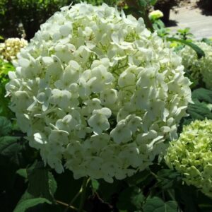 View All Hydrangea