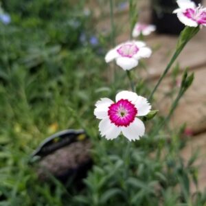 View All Dianthus