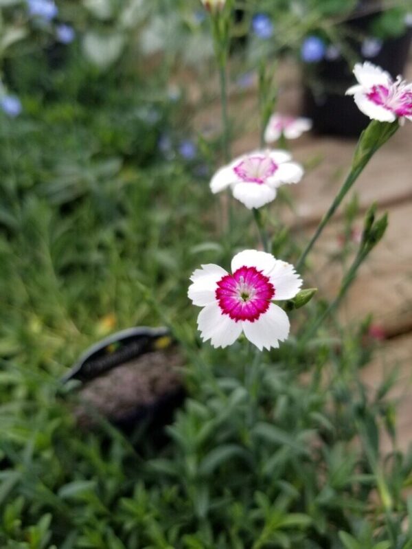 Arctic Fire Dianthus