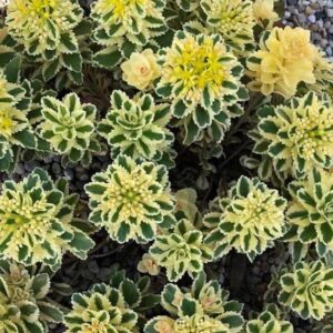 View All Sedum, Creeping