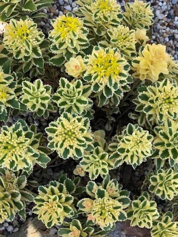 Atlantis Sedum