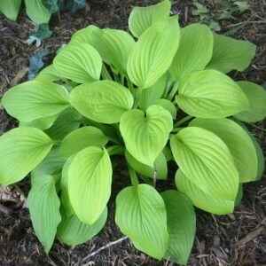 View All Hosta