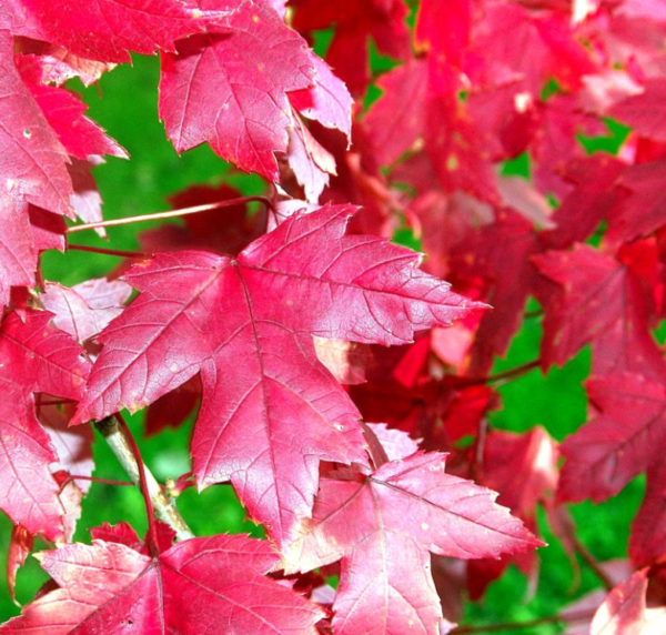 Autumn Blaze® Maple