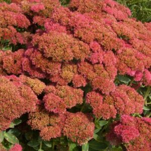 View All Sedum