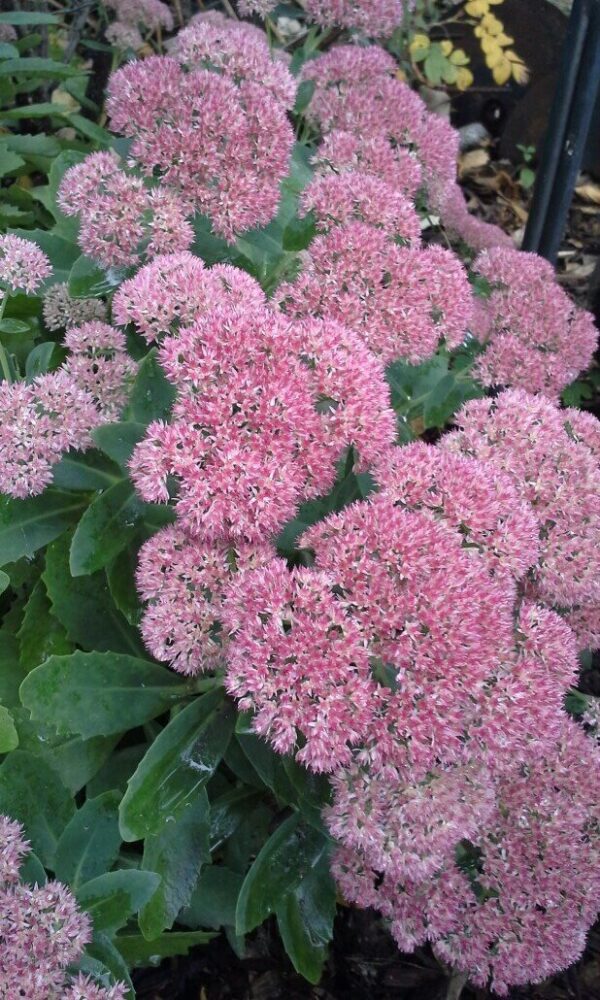 Autumn Joy Sedum