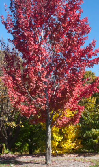 Autumn Spire Maple
