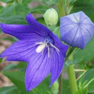 View All Balloon Flower