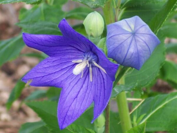 Balloon Flower