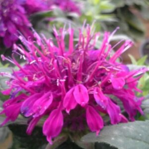 View All Bee Balm