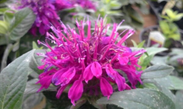 Balmy Purple Beebalm