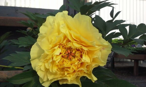 Bartzella Peony