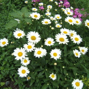 View All Daisy