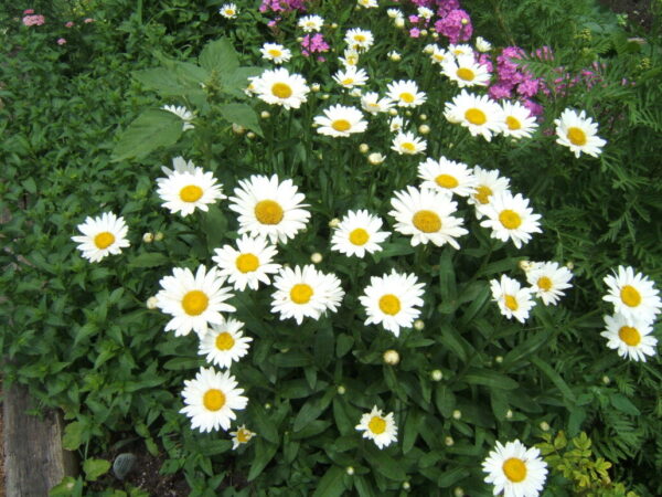 Becky Shasta Daisy