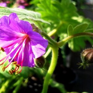 View All Geranium