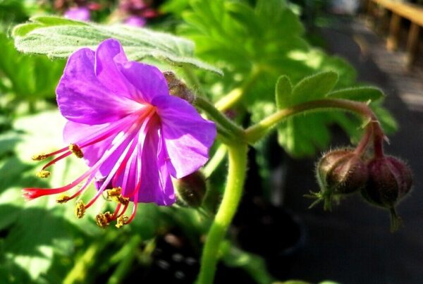 Bevan's Variety Geranium