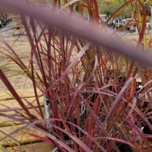 View All Ornamental Grasses