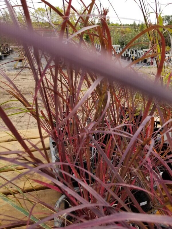 Big Bluestem Blackhawks