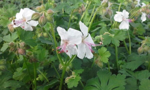 Biokovo Geranium