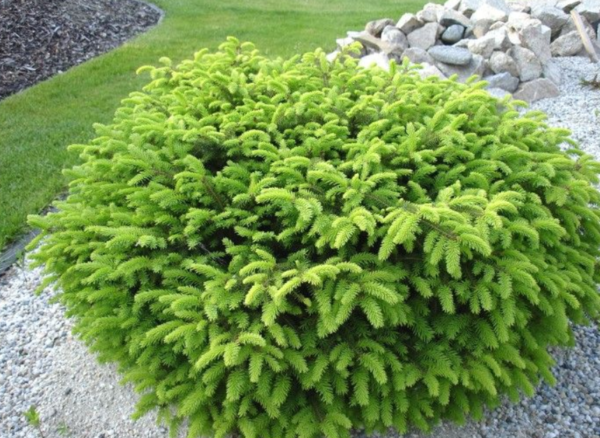 Bird's Nest Spruce