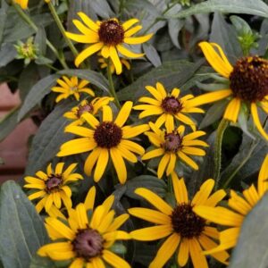 View All Black Eyed Susan