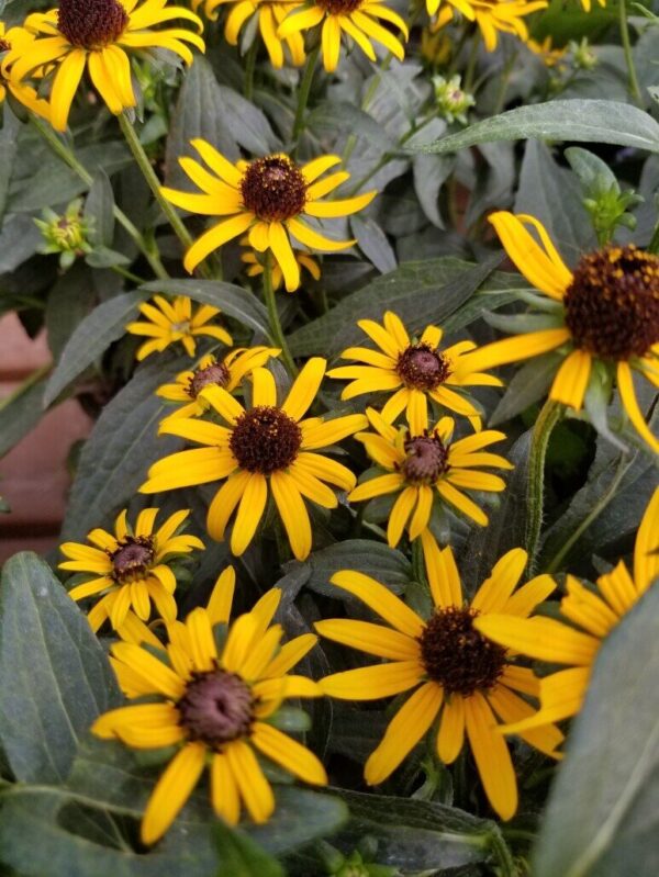 Blackeyed Susan American Gold Rush