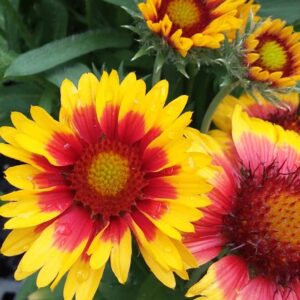 View All Blanket Flower