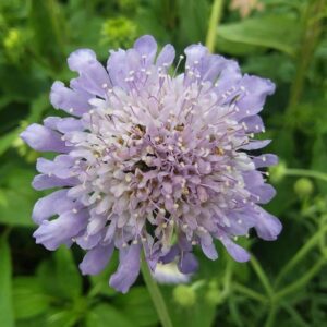 View All Scabiosa