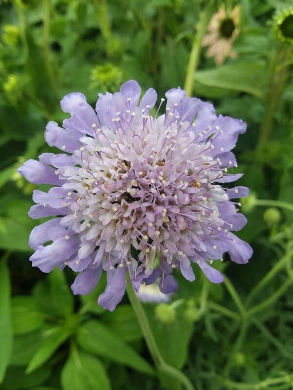 Blue Butterfly Scabiosa