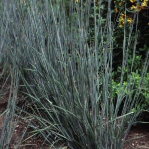 View All Little Bluestem