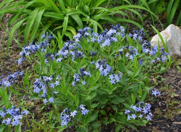 Blue Ice Amsonia