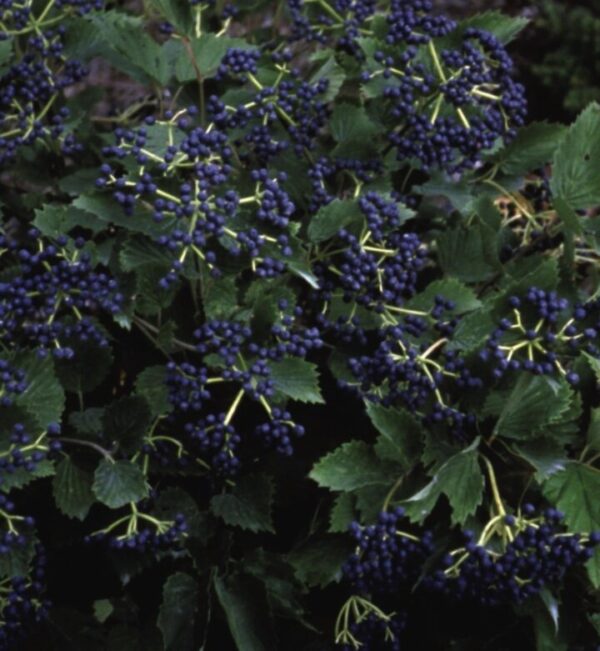 Blue Muffin® Viburnum