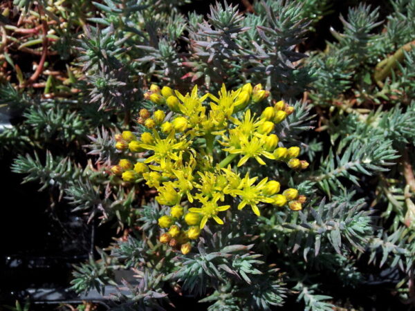 Blue Spruce Sedum