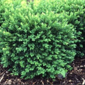 View All Boxwood