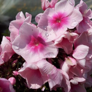 View All Phlox