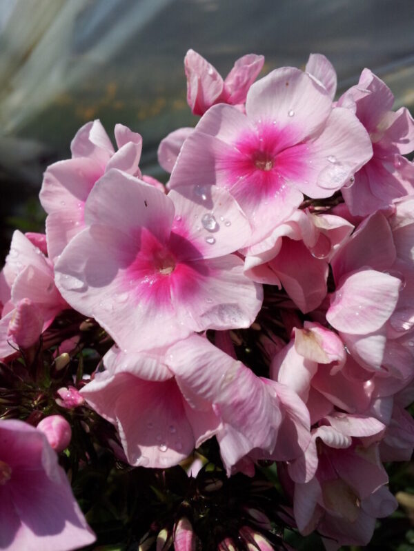 Bright Eyes Phlox