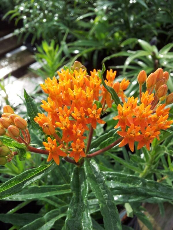 Asclepias Butterfly Weed