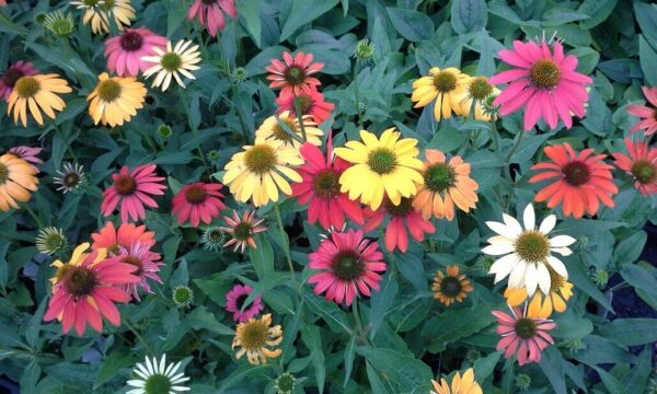 Cheyenne Spirit Coneflower