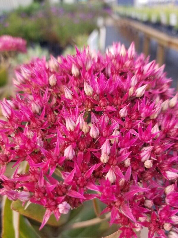 Class Act Sedum