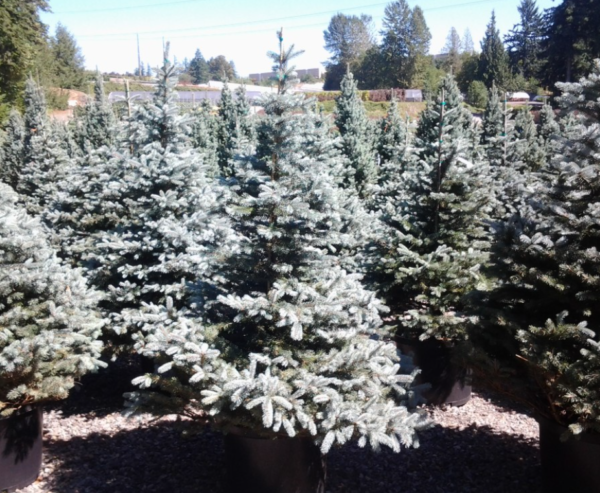 Colorado Blue Spruce