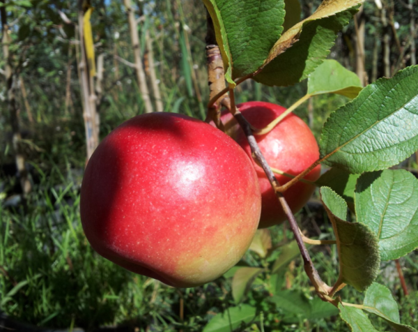 Connell Red Apple