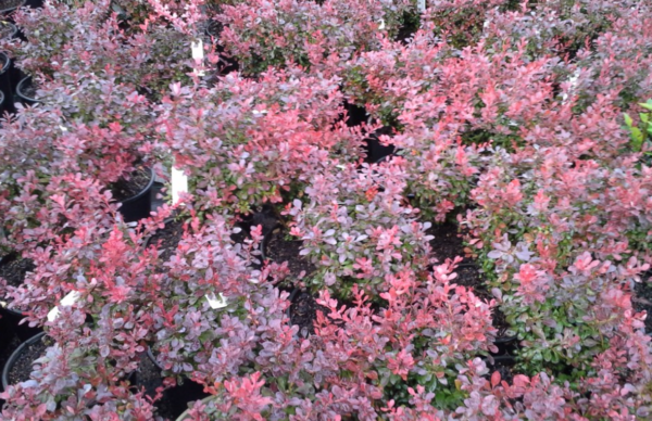 Crimson Pygmy Barberry