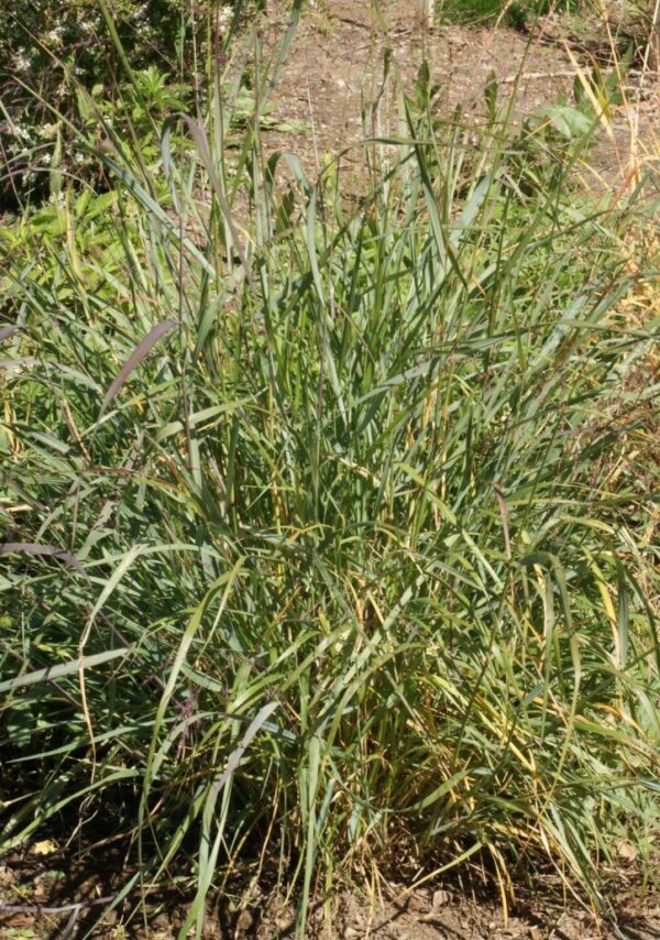 Dacotah Switchgrass