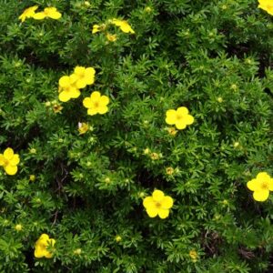 View All Potentilla