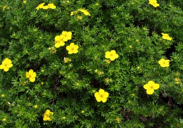 Dakota Sunspot Potentilla