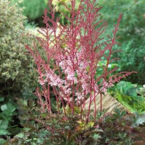 View All Astilbe