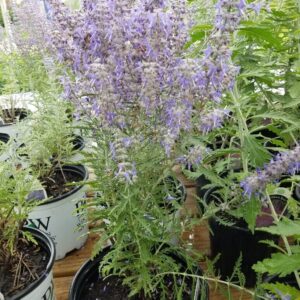 View All Russian Sage